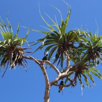 Pandanus odorifer (Forssk.) Kuntze